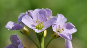 Cardamine_pratensis