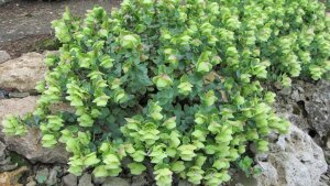 Origanum