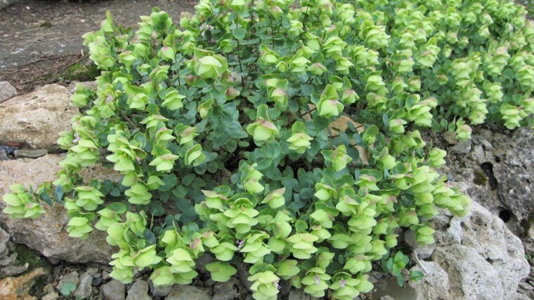 Origanum