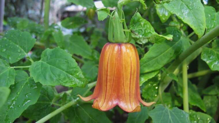 Canarina canariensis