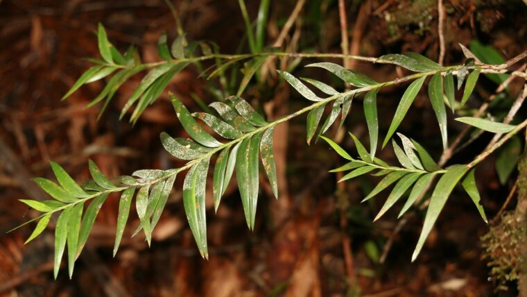 Falcatifolium