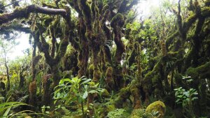 Montaner Regenwald auf Hawaii