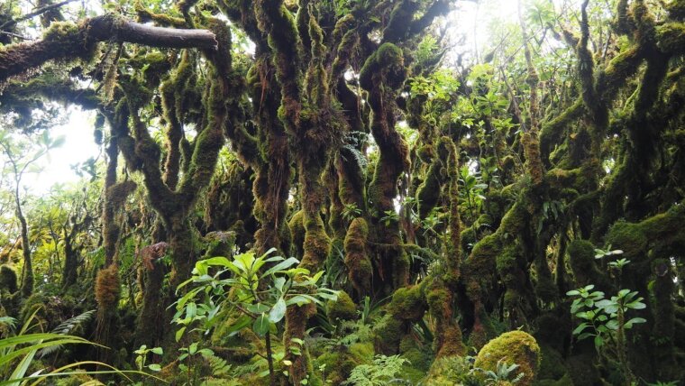 Montaner Regenwald auf Hawaii