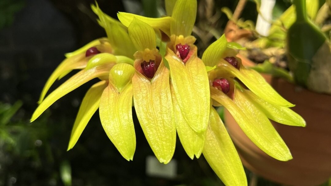 Bulbophyllum graveolens