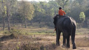 Elefant und Mensch