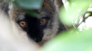 Lemur