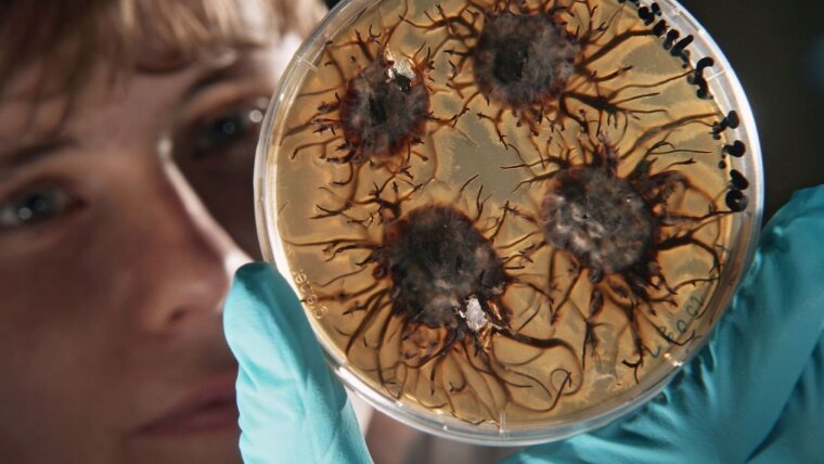 Armillaria strain in Petri dish culture.