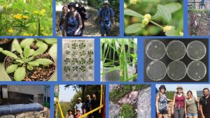 Collage working group Plant Microbiosis.