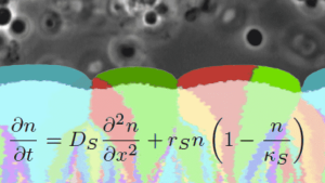 Microscopy image, computer simulation and equation in the context of biofilm growth in catheters of bacteria treated with antibiotics*.