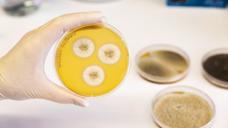 Fungal culture in a Petri dish.