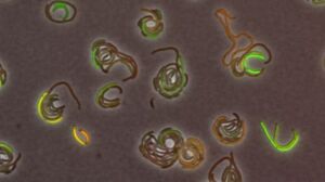DNA damage response of Caulobacter crescentus