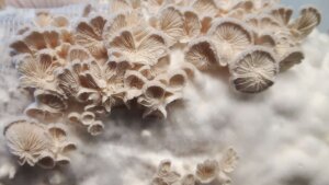 Fruiting bodies of Schizophyllum commune.