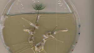 Co-culture of Tricholoma vaccinum and Picea abies in a Petri dish.