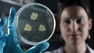 Petri dish with Streptomyces lividans and biominerals is being viewed.