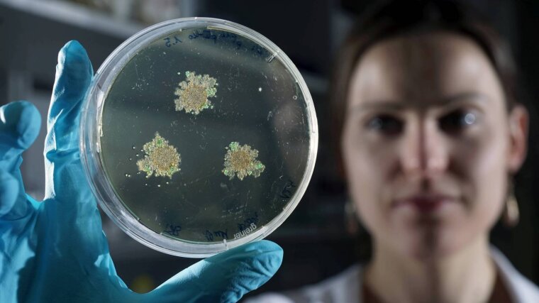 Petri dish with Streptomyces lividans and biominerals is being viewed.