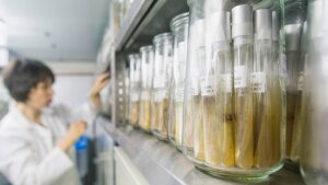 Storage room for fungal cultures.