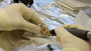 Petrous bone sampling in clean room laboratory.