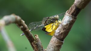 Libelle und Schmetterling