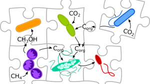 Microbe Puzzle