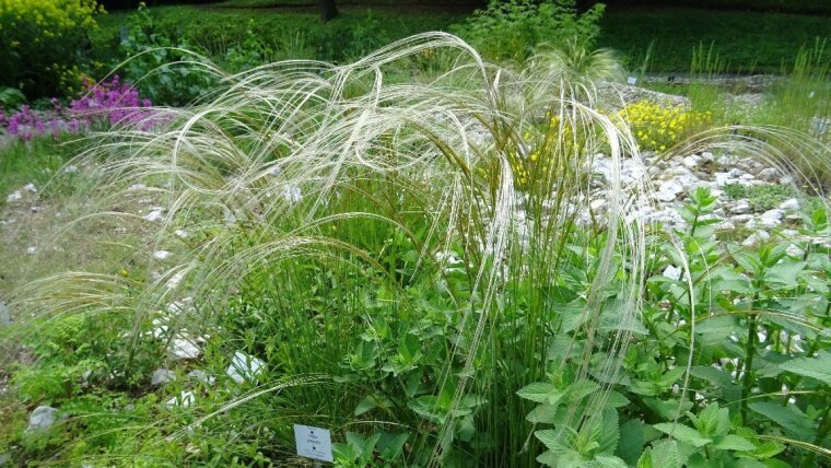 Stipa pennata