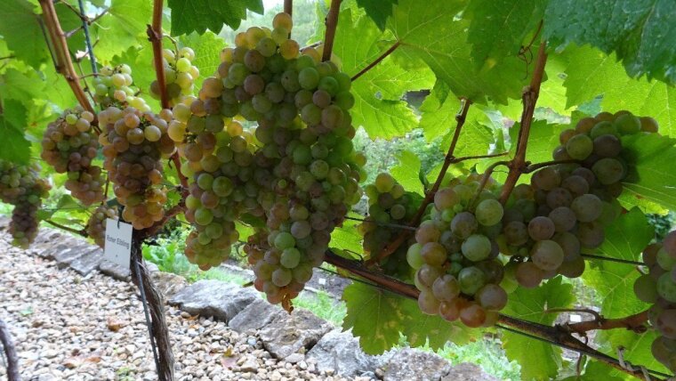 Vitis vinifera 'Roter Elbling'