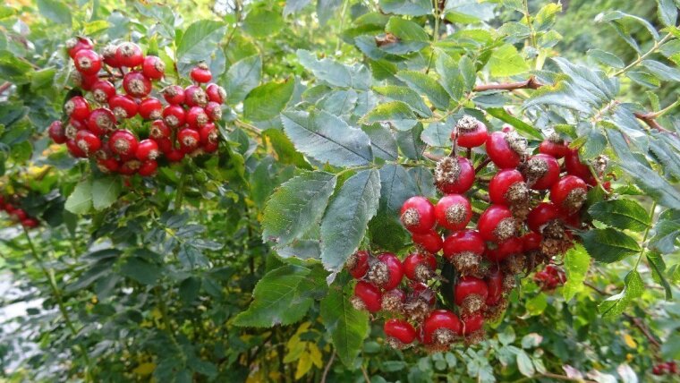Rosa virginiana