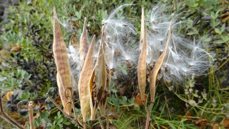 Asclepias tuberosa