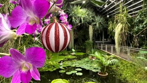 Victorihaus im BG Jena mit Weihnachtsschmuck