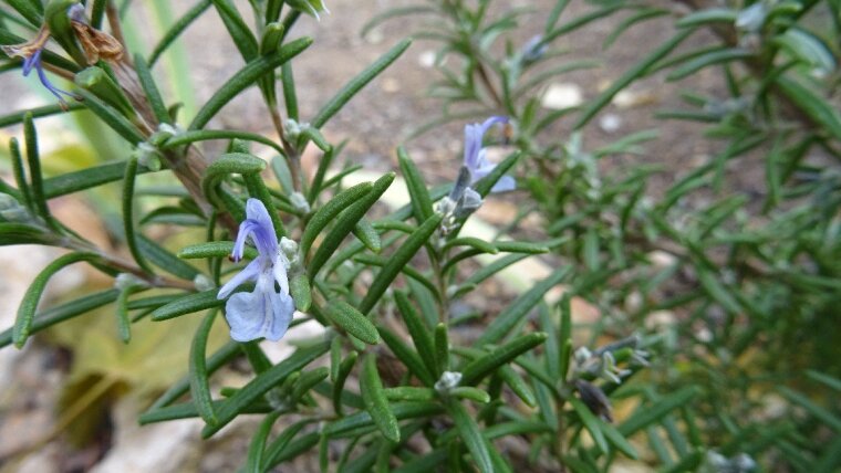 Rosmarinus officinalis