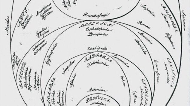Schematic representation of the life contexts in egg form (Georg August Goldfuss: Ueber die Entwicklungsstufen des Thieres. Nürnberg 1817.))