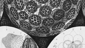 Drawing of elementary components of a plant from the 19th century (Pierre Jean François Turpin, „Organographie microscopique, élémentaire et comparée des végétaux.“ Mémoires du Museum d’histoire naturelle, vol. 18, 1829, pl 7)