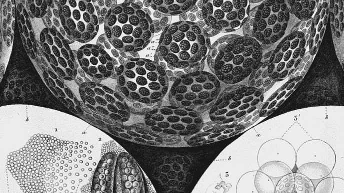 Drawing of elementary components of a plant from the 19th century (Pierre Jean François Turpin, „Organographie microscopique, élémentaire et comparée des végétaux.“ Mémoires du Museum d’histoire naturelle, vol. 18, 1829, pl 7)
