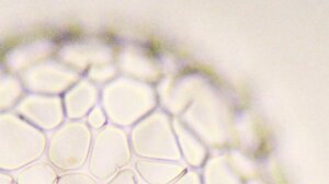 Mikrofotografie einer Radiolarie