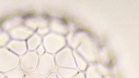 Mikrofotografie einer Radiolarie