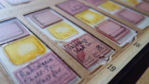 Präparate von Radiolarien auf Objektträgern