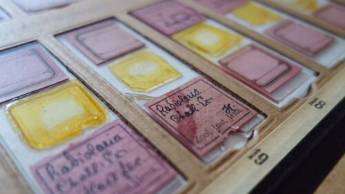 Präparate von Radiolarien auf Objektträgern