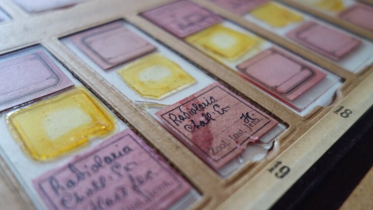 Präparate von Radiolarien auf Objektträgern