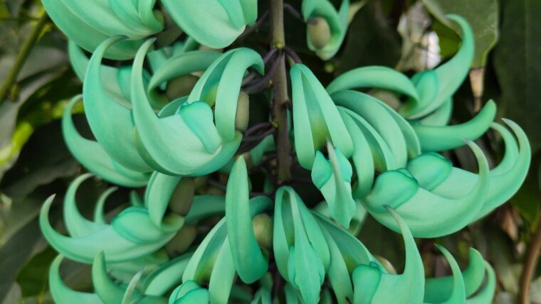 Blütenstand von Strongylodon macrobotrys