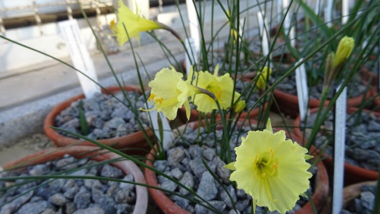 Narcissus romieuxii