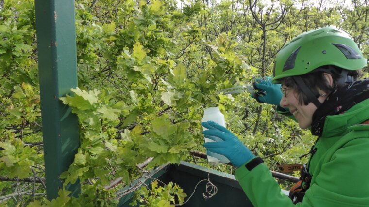 Sampling the Tree Phyllosphere