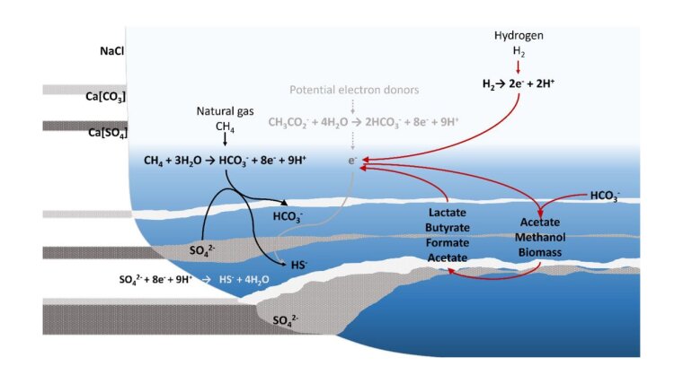 Graphical Abstract "Ecophysiology and molecular biology of halophiles"