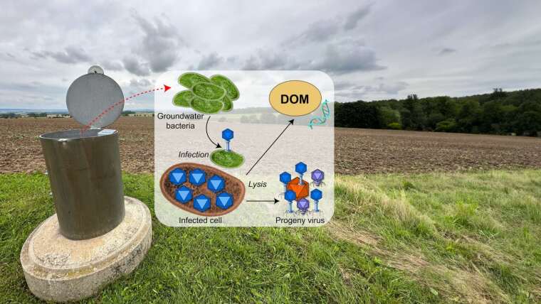 The Hainich Critical Zone Exploratory Viromics