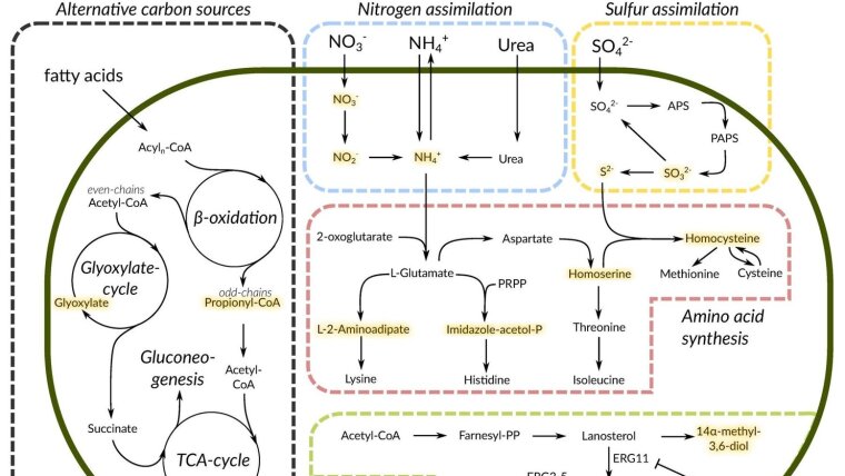 Metabolic Pathways