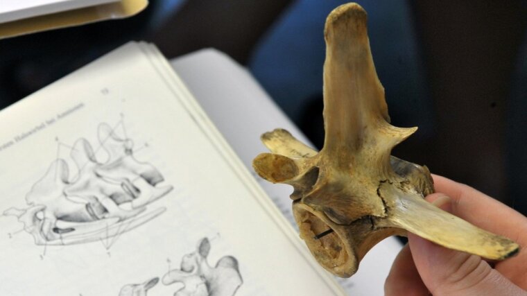 zoology