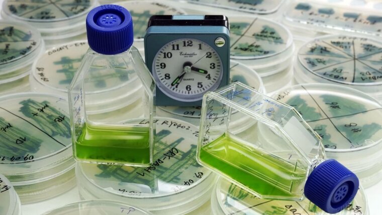 Symbolfoto Chronobiologie