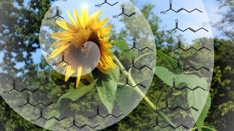 Die Blattstellung der Sonnenblume ist eine Fibonaccifolge.