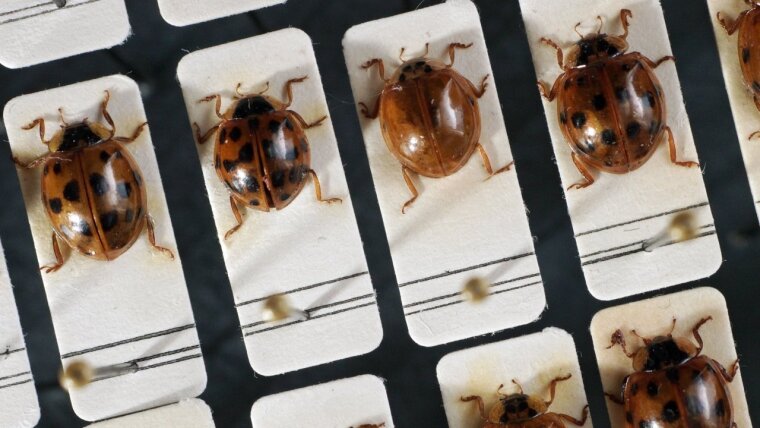 Asiatische Marienkäfer in einer Sonderausstellung des Phyletischen Museums der Universität Jena