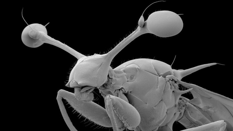 Male of the stalk-eyed fly Diasemopsis comoroensis, scanning electron micrograph.