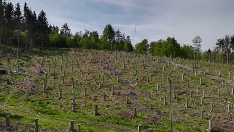 Hochstubben zwischen Rückegassen bei Marksuhl (Thüringen)