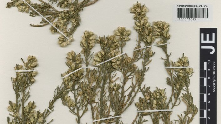 Baccharis paucicostata Joch.Müll. & Giuliano, gesammelt von Jochen Müller, Argentinien 2008. JE00013085